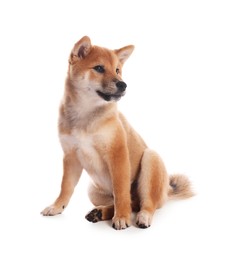 Photo of Cute Shiba Inu puppy on white background
