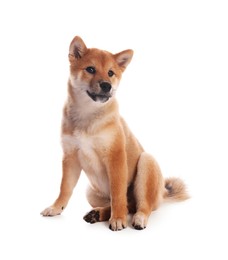 Photo of Cute Shiba Inu puppy on white background