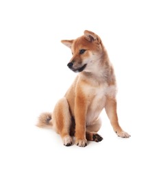 Photo of Cute Shiba Inu puppy on white background
