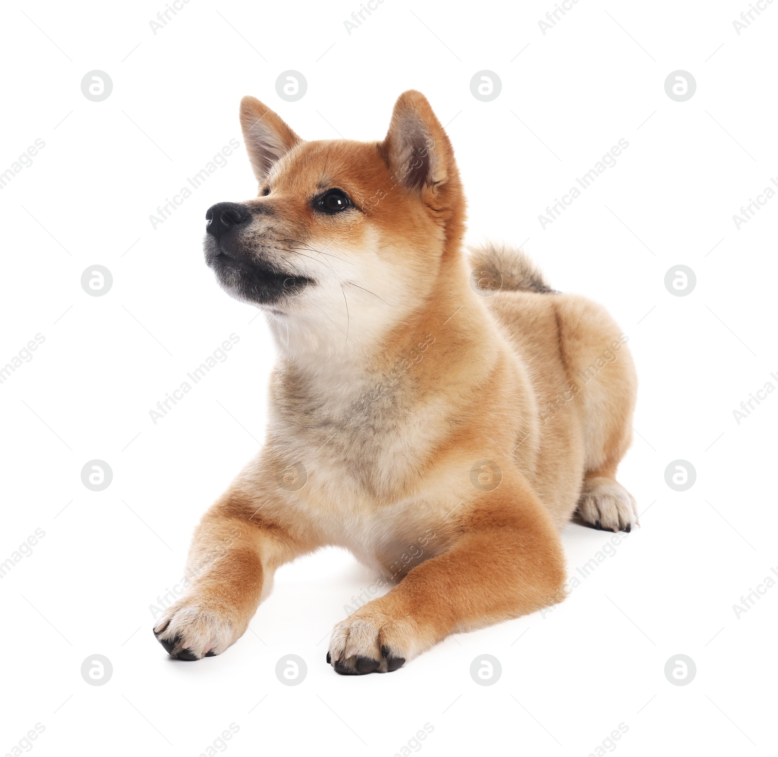Photo of Cute Shiba Inu puppy on white background