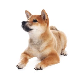 Photo of Cute Shiba Inu puppy on white background
