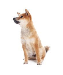 Photo of Cute Shiba Inu puppy on white background
