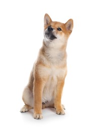 Photo of Cute Shiba Inu puppy on white background