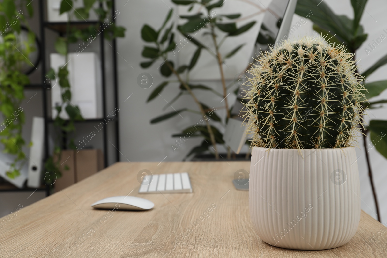 Photo of Biophilic interior design. Green potted cactus on wooden table at stylish workplace with houseplants in office, closeup