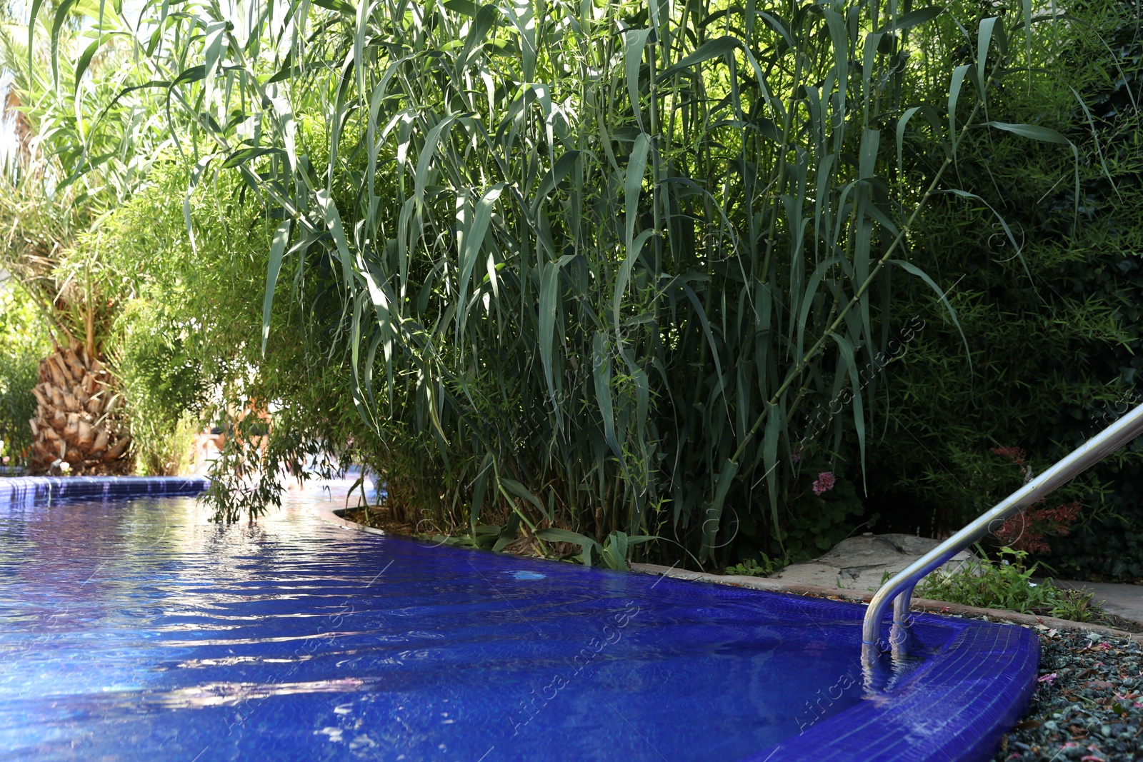 Photo of Outdoor swimming pool and different green plants