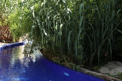 Photo of Outdoor swimming pool and different green plants