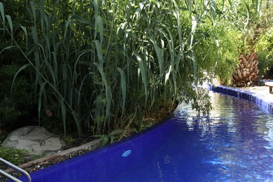 Photo of Outdoor swimming pool and different green plants