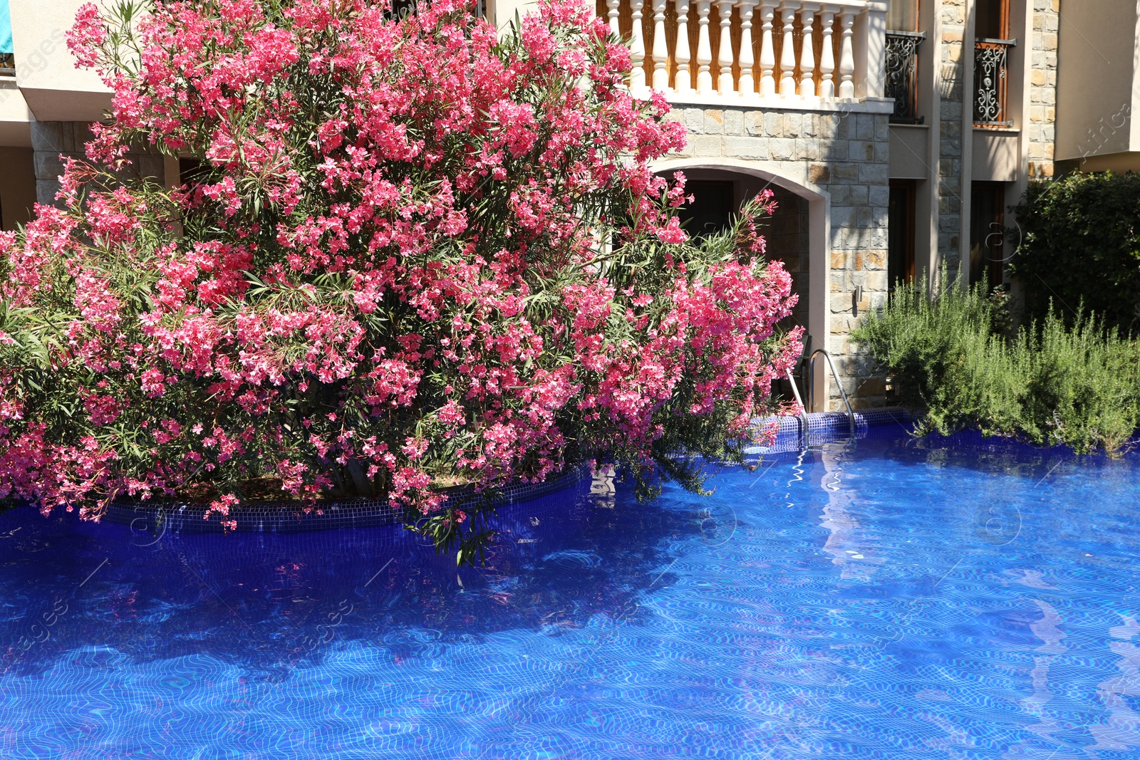 Outdoor swimming pool and oleander shrub near hotel at luxury resort Photo of Outdoor swimming pool and oleander shrub near hotel at luxury resort