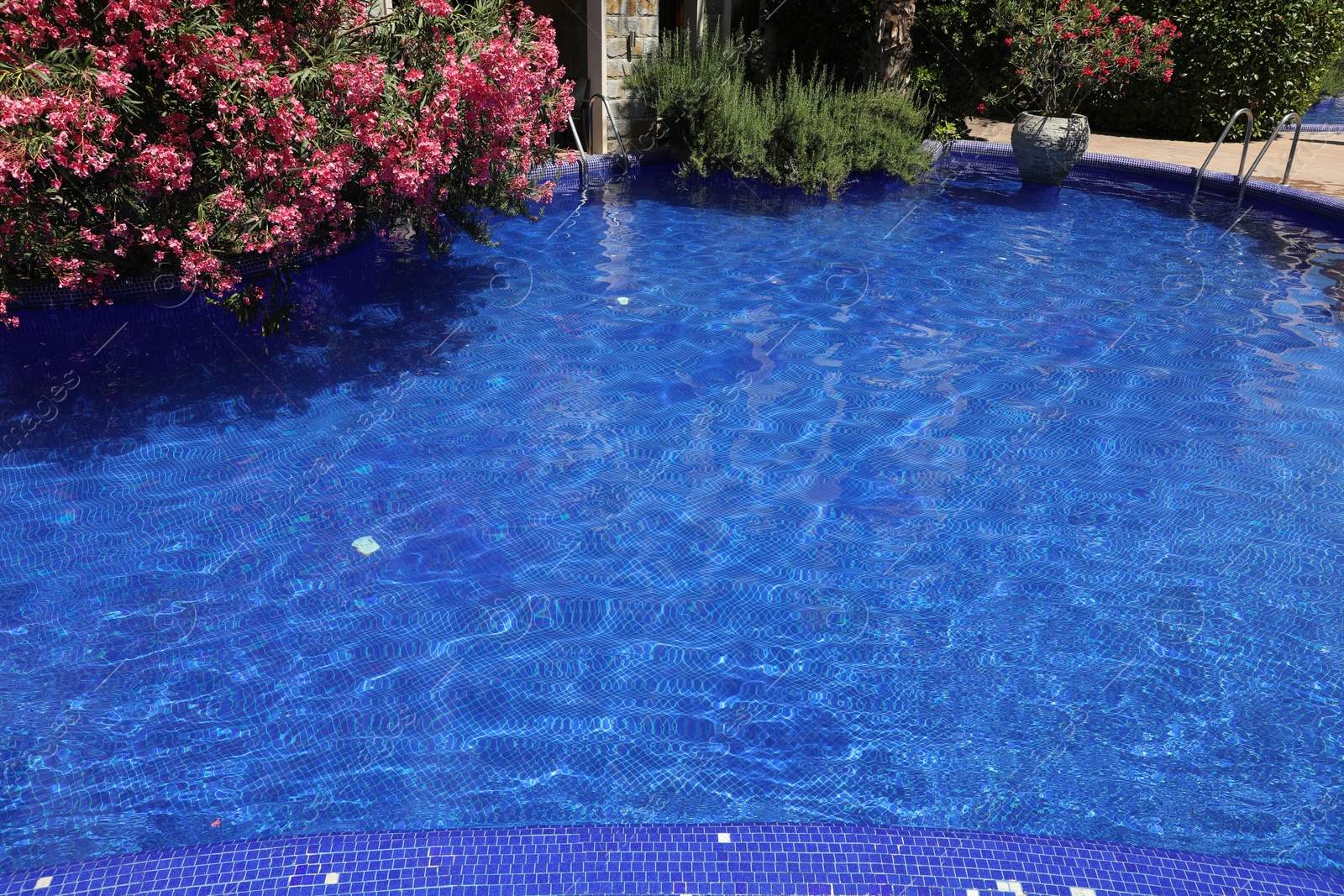 Swimming pool and oleander shrub outdoors on sunny day Photo of Swimming pool and oleander shrub outdoors on sunny day