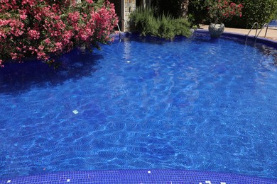 Photo of Swimming pool and oleander shrub outdoors on sunny day