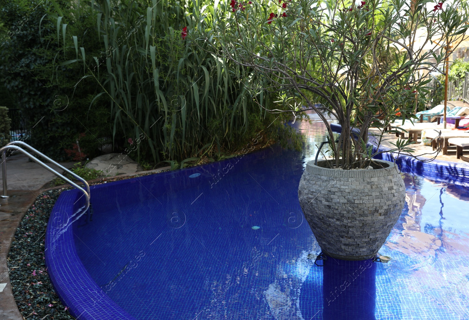 Photo of Swimming pool with ladder and different green plants outdoors