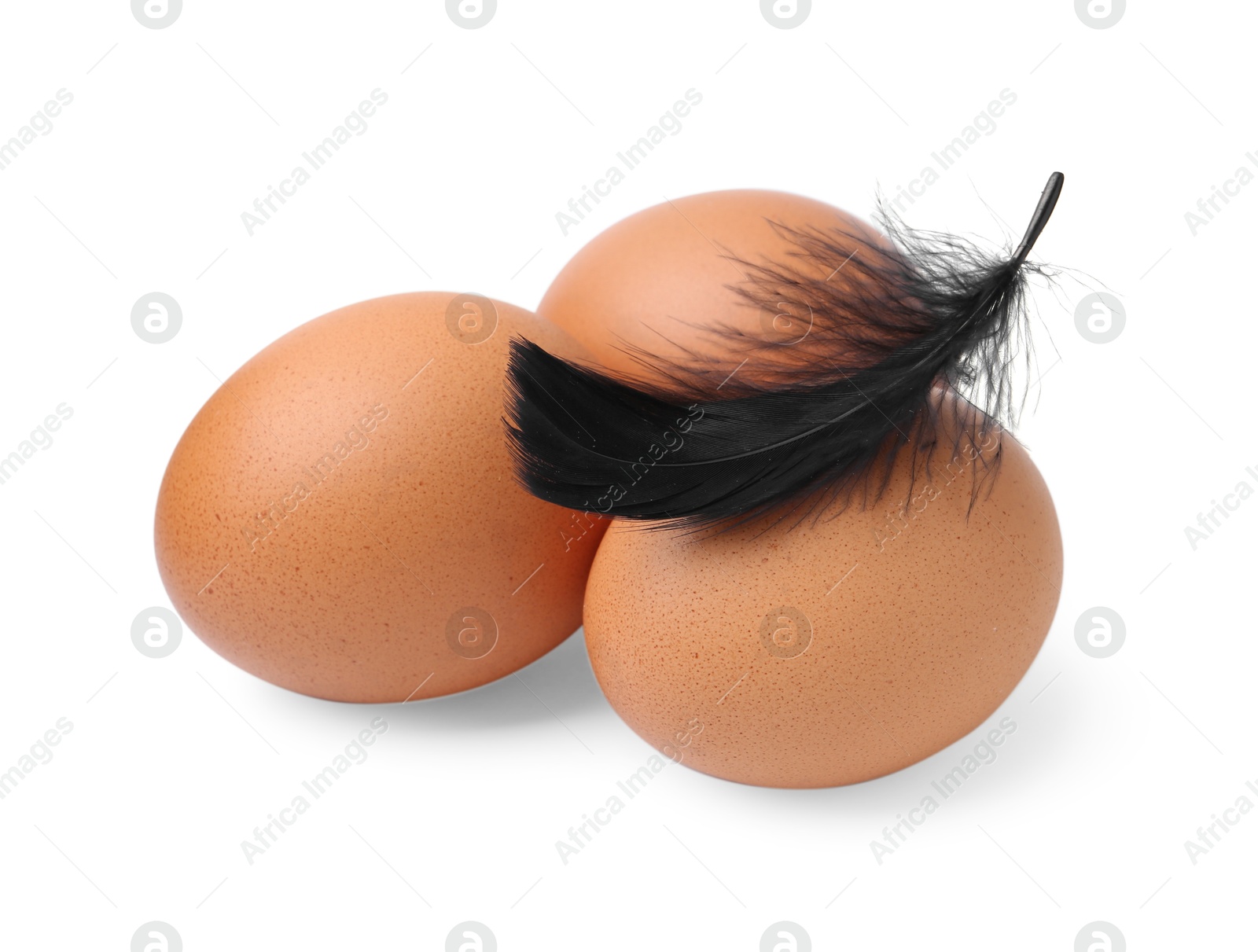 Photo of Raw chicken eggs with feather isolated on white