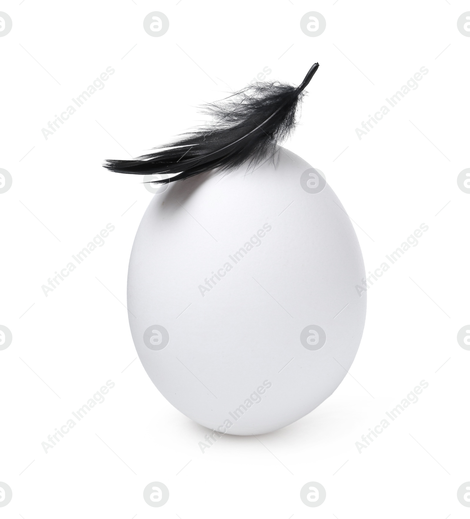 One raw chicken egg with feather isolated on white Photo of One raw chicken egg with feather isolated on white