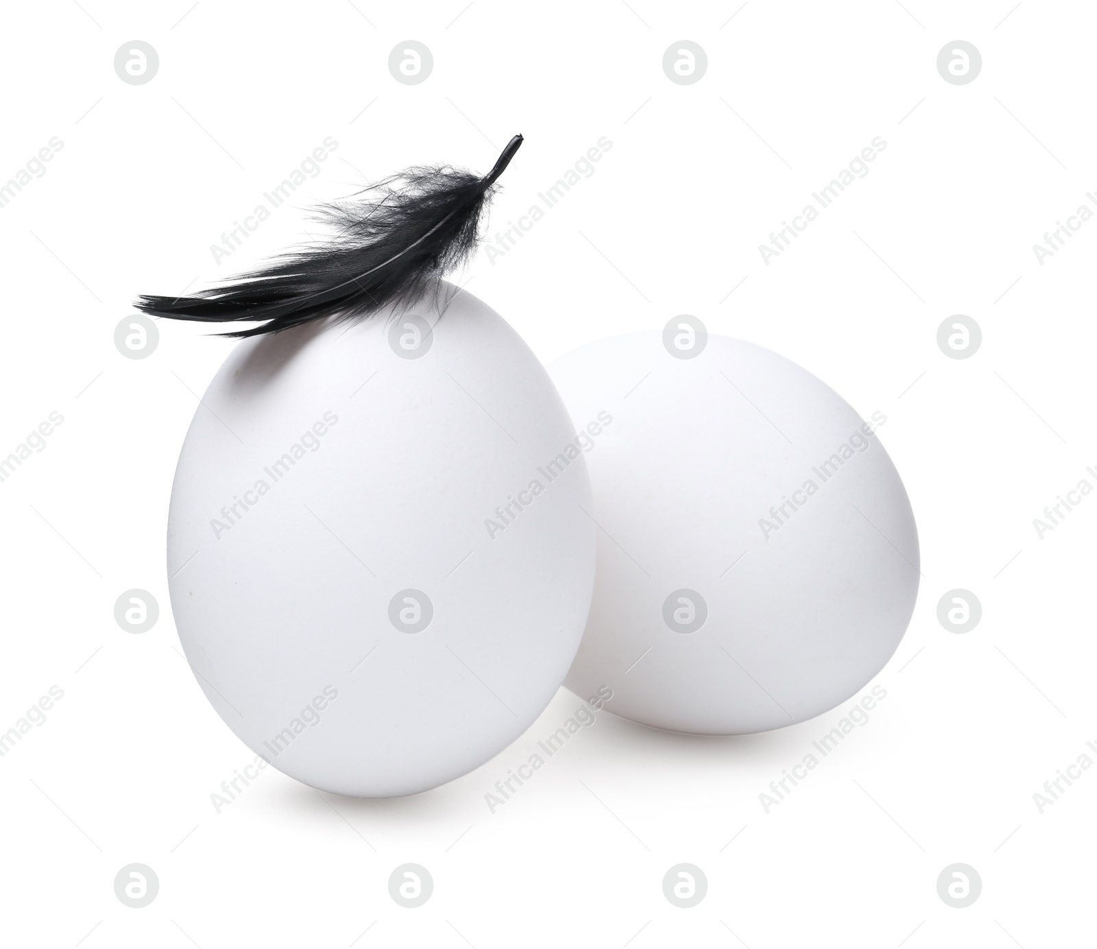 Raw chicken eggs with feather isolated on white Photo of Raw chicken eggs with feather isolated on white
