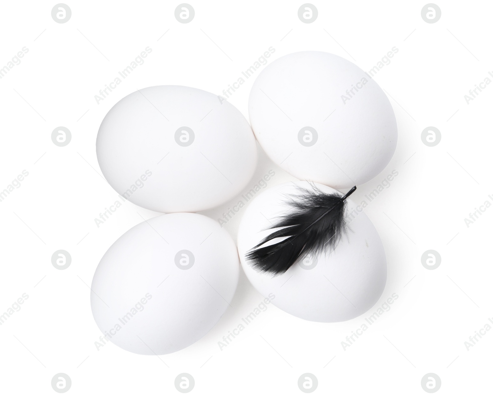 Raw chicken eggs with feather isolated on white, top view Photo of Raw chicken eggs with feather isolated on white, top view
