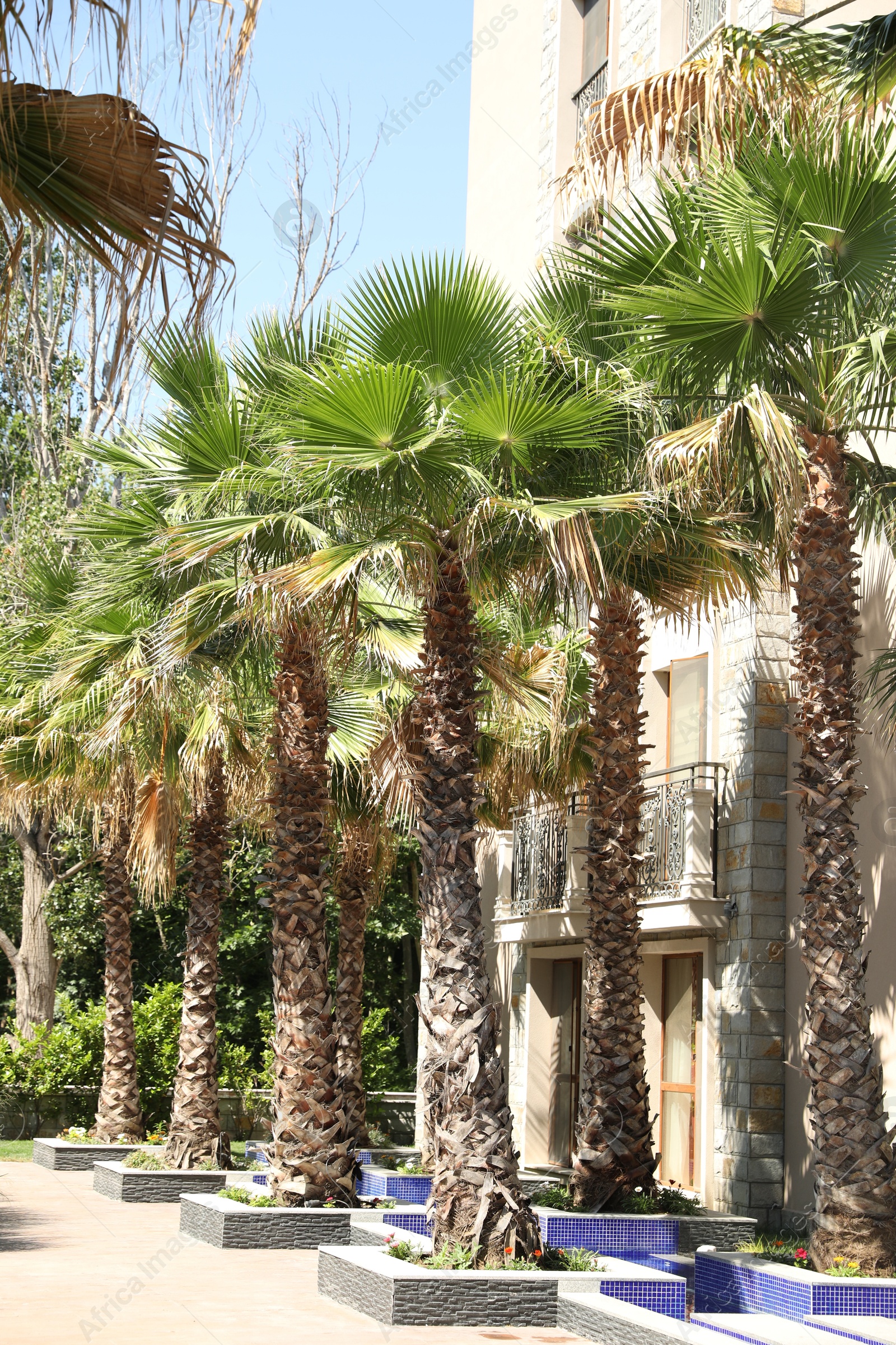 Beautiful green palm trees near residential building outdoors on sunny day Photo of Beautiful green palm trees near residential building outdoors on sunny day