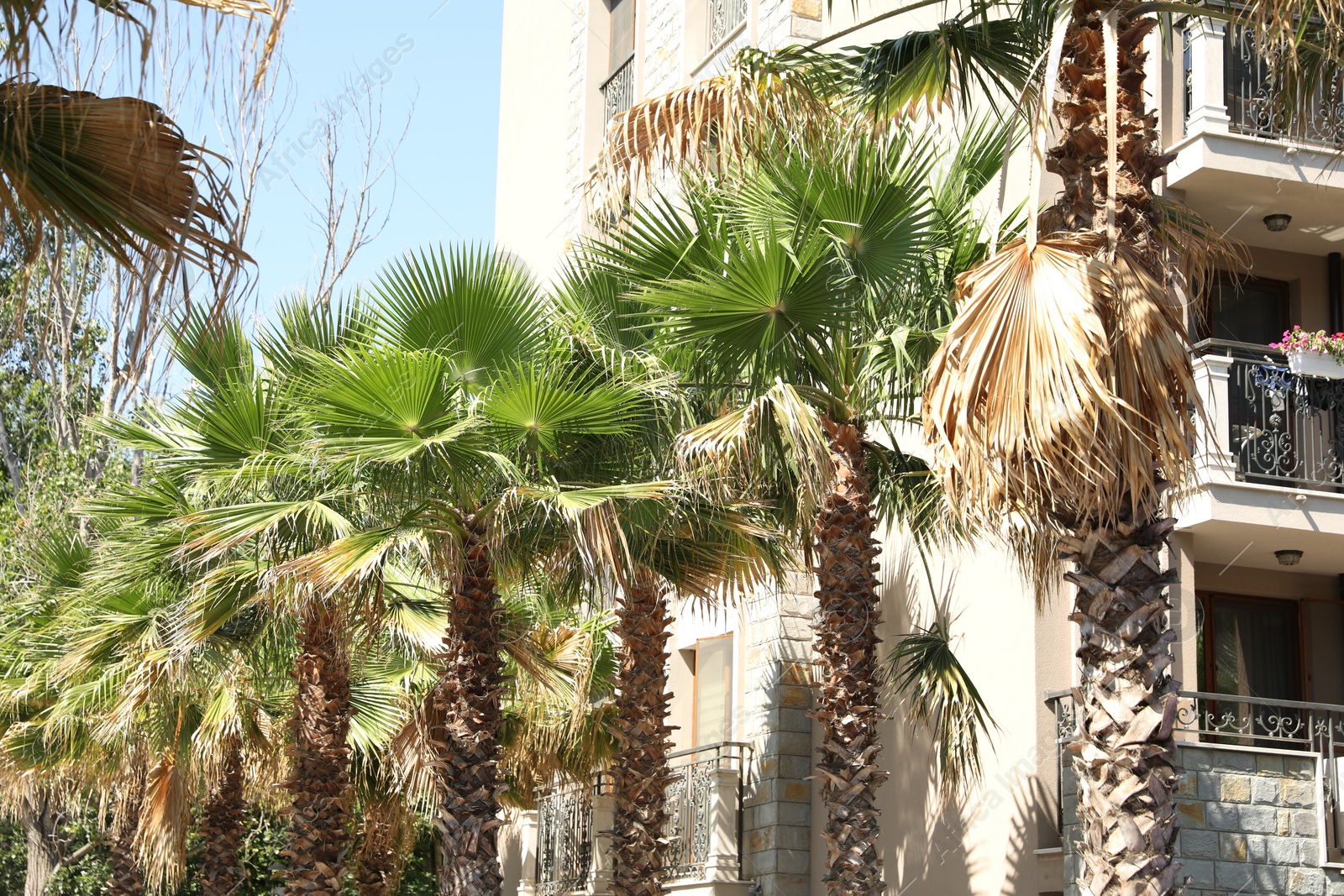 Beautiful green palm trees near residential building outdoors on sunny day Photo of Beautiful green palm trees near residential building outdoors on sunny day