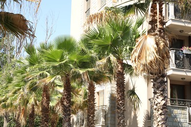 Photo of Beautiful green palm trees near residential building outdoors on sunny day