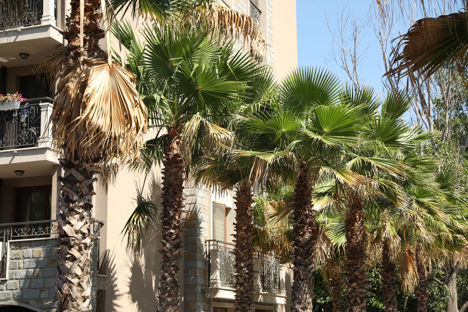 Beautiful green palm trees near residential building outdoors on sunny day Photo of Beautiful green palm trees near residential building outdoors on sunny day