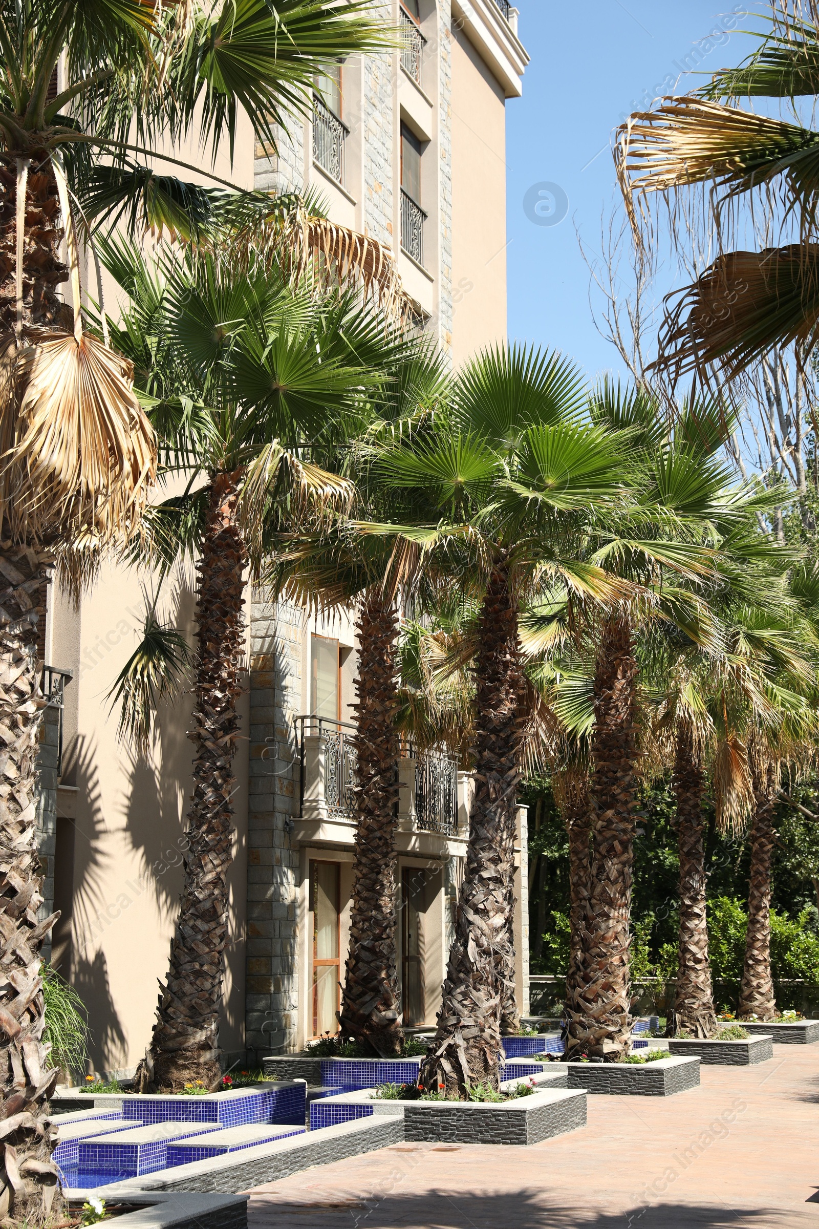 Beautiful green palm trees near residential building outdoors on sunny day Photo of Beautiful green palm trees near residential building outdoors on sunny day