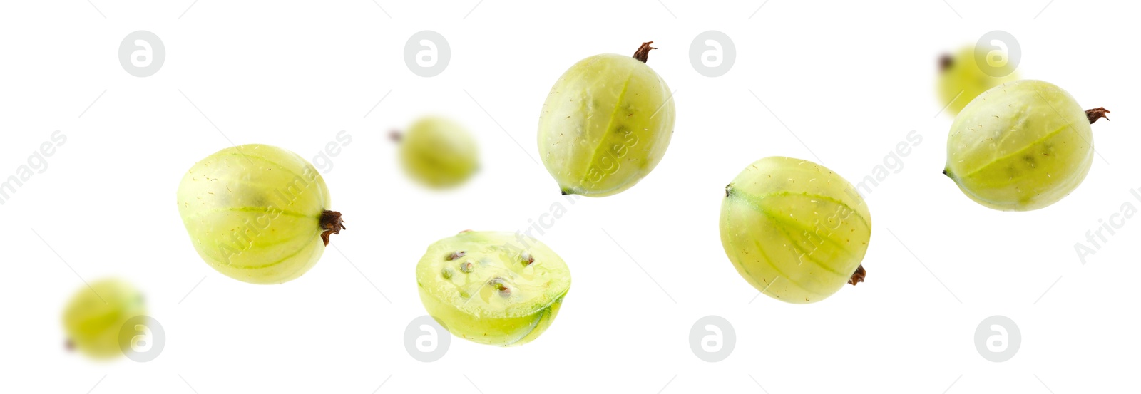 Fresh green gooseberries flying against white background Image of Fresh green gooseberries flying against white background