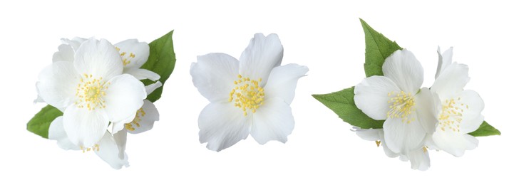 Image of Fragrant jasmine flowers isolated on white, set