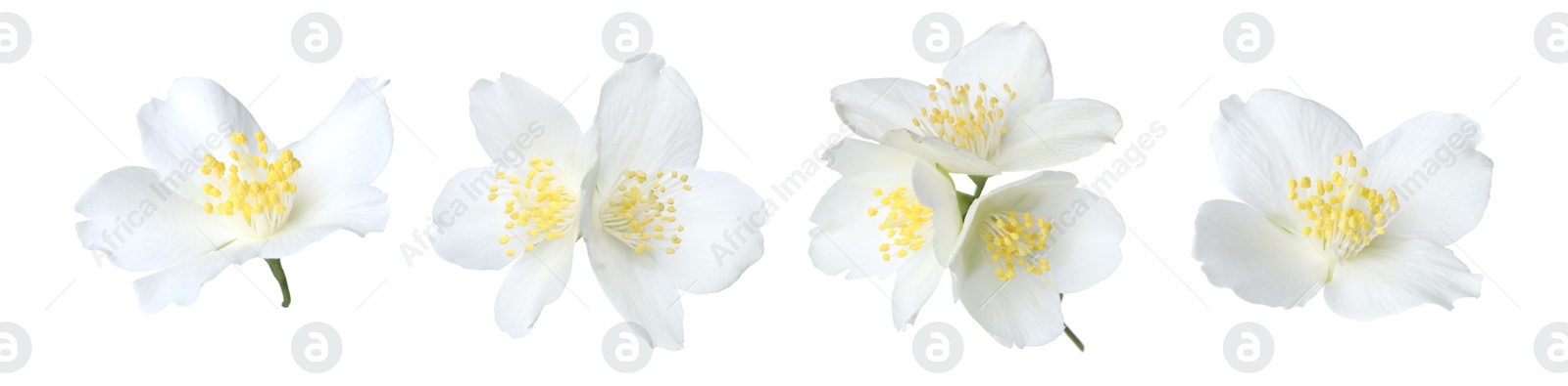 Image of Fragrant jasmine flowers isolated on white, set