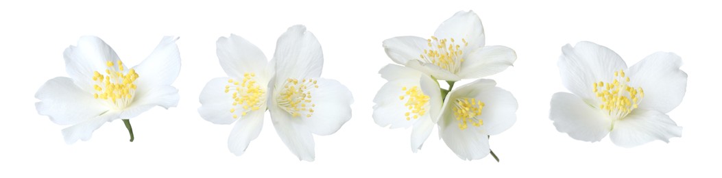 Image of Fragrant jasmine flowers isolated on white, set