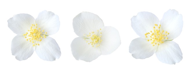 Image of Fragrant jasmine flowers isolated on white, set