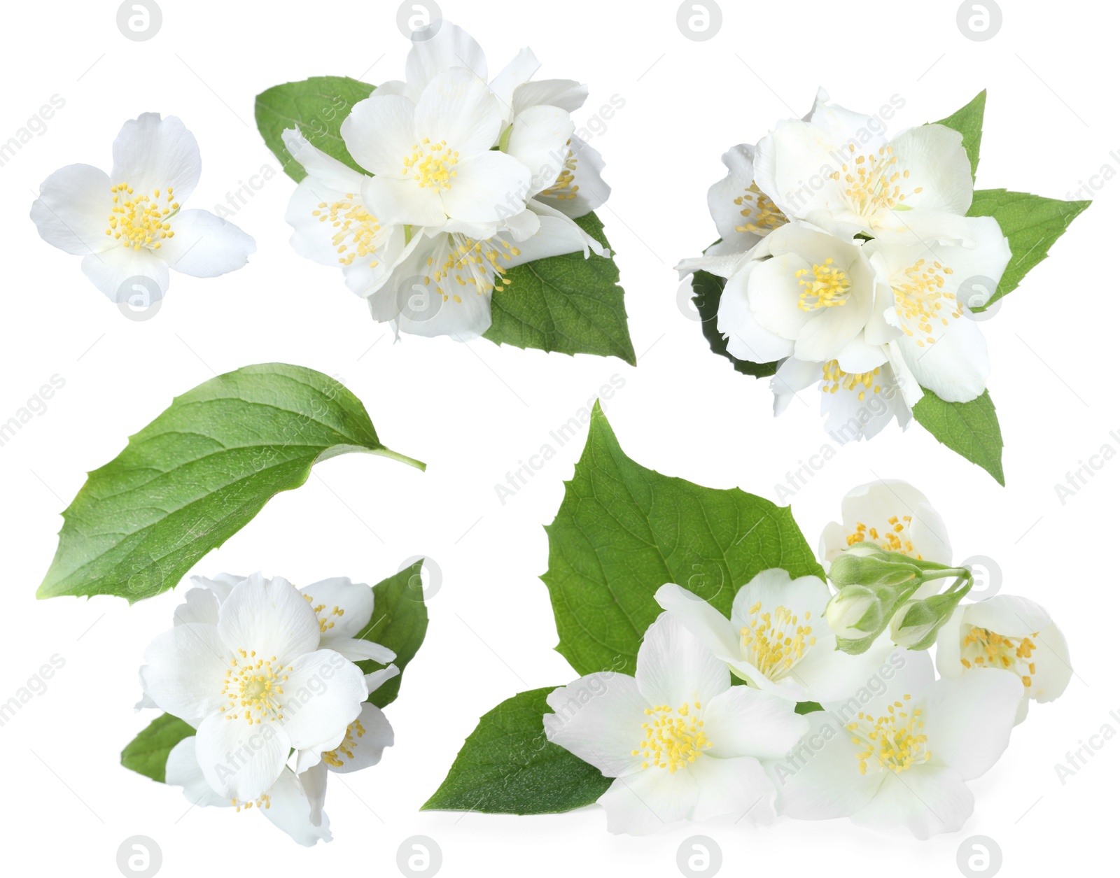 Image of Jasmine flowers with green flowers isolated on white, set