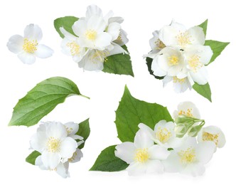 Image of Jasmine flowers with green flowers isolated on white, set