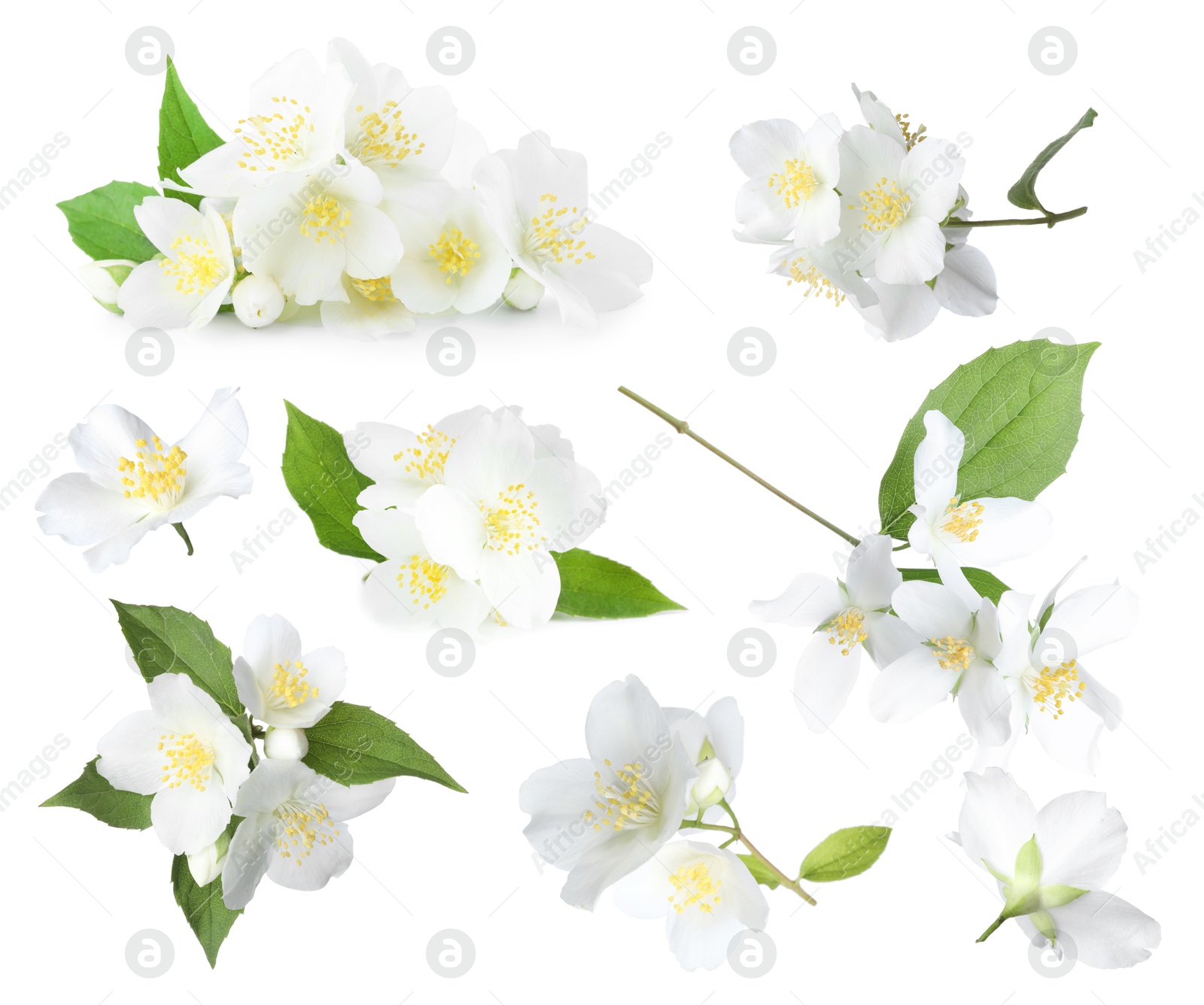 Image of Jasmine flowers with green flowers isolated on white, set