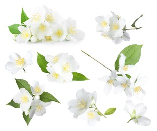 Image of Jasmine flowers with green flowers isolated on white, set