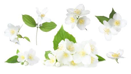 Image of Jasmine flowers with green flowers isolated on white, set