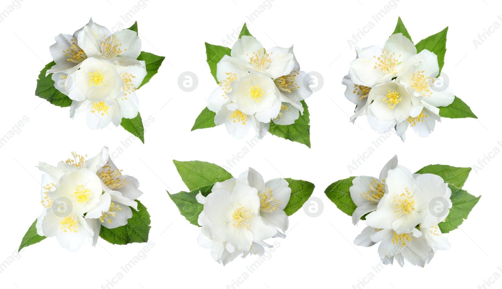Image of Jasmine flowers with green flowers isolated on white, set
