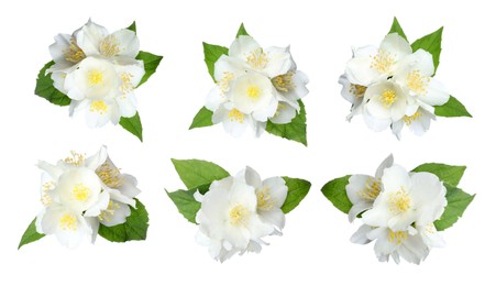 Image of Jasmine flowers with green flowers isolated on white, set