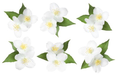 Image of Jasmine flowers with green flowers isolated on white, set