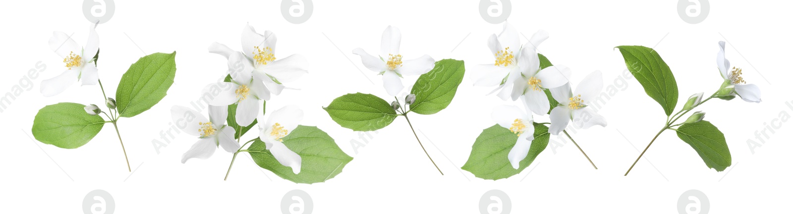 Image of Jasmine flowers with green flowers isolated on white, set