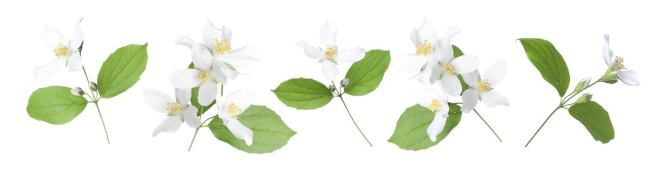 Image of Jasmine flowers with green flowers isolated on white, set