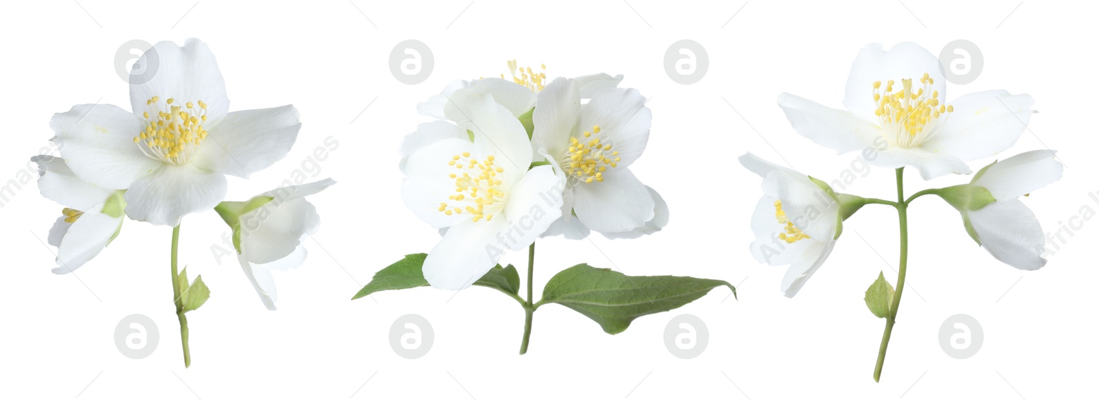 Fragrant jasmine flowers isolated on white, set Image of Fragrant jasmine flowers isolated on white, set