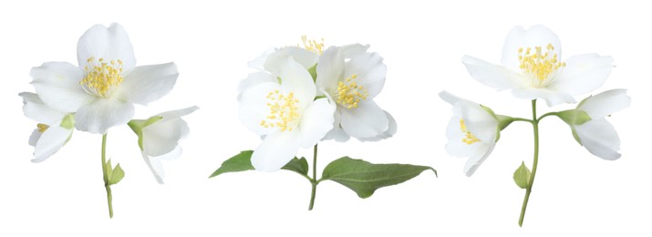 Image of Fragrant jasmine flowers isolated on white, set