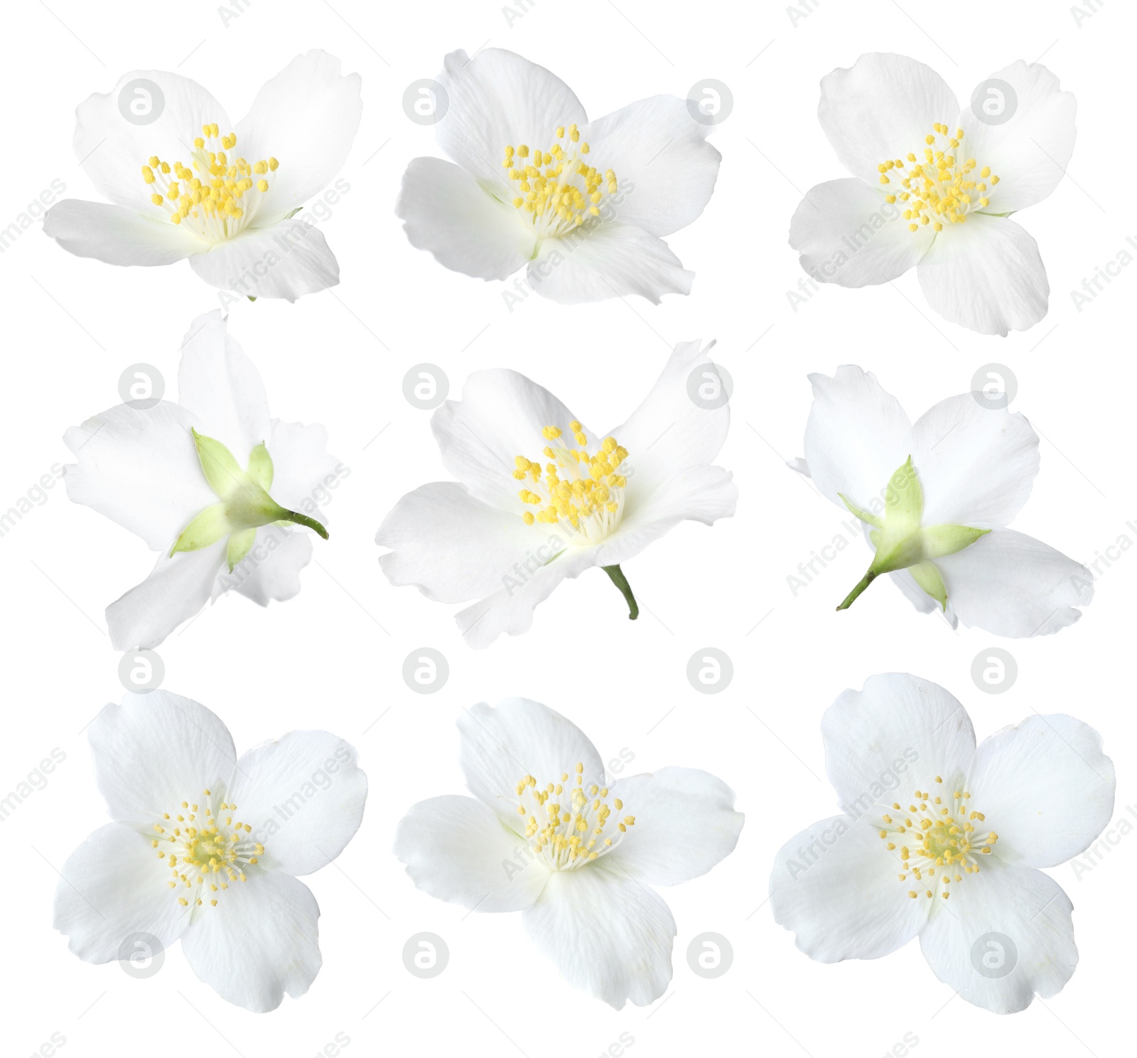 Fragrant jasmine flowers isolated on white, set Image of Fragrant jasmine flowers isolated on white, set
