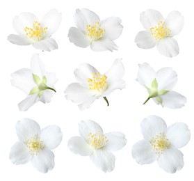 Image of Fragrant jasmine flowers isolated on white, set