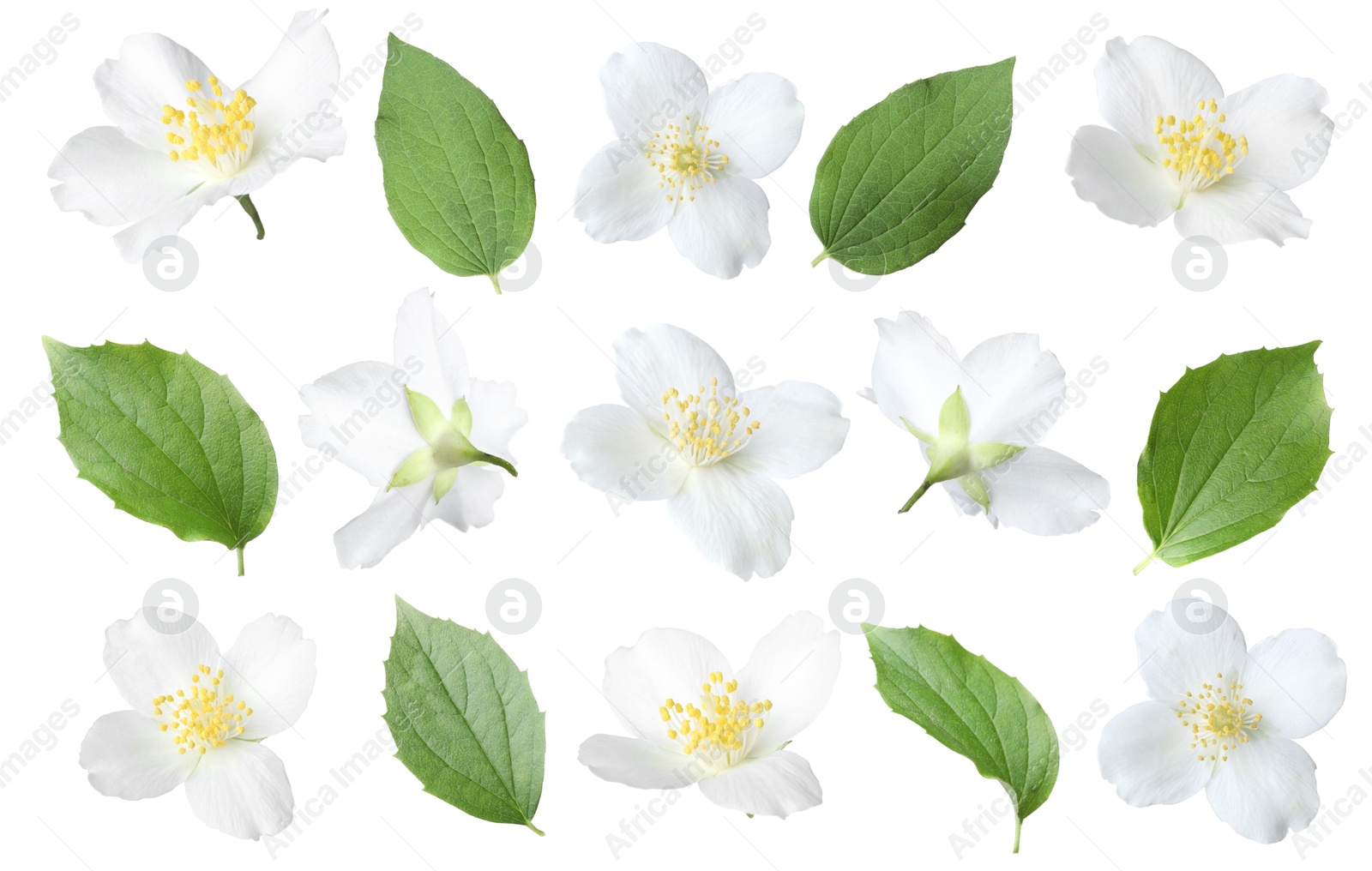 Image of Jasmine flowers with green flowers isolated on white, set