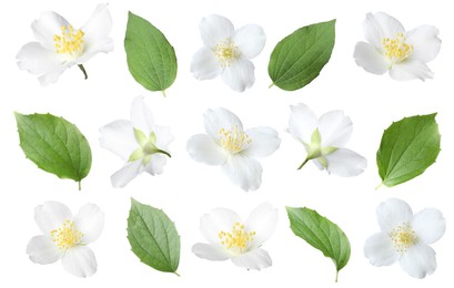 Image of Jasmine flowers with green flowers isolated on white, set