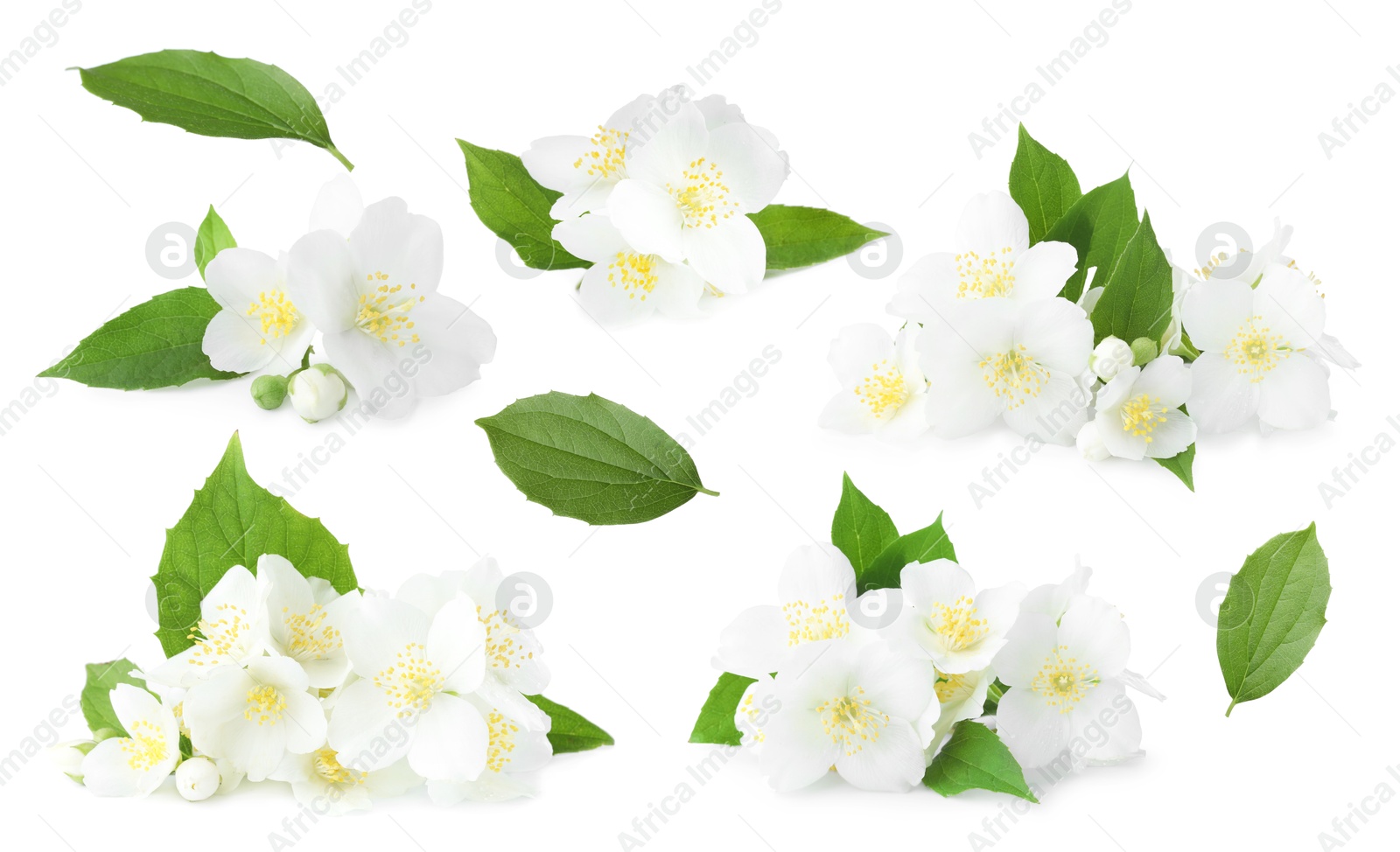 Image of Jasmine flowers with green flowers isolated on white, set