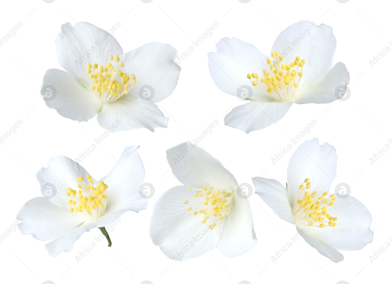 Fragrant jasmine flowers isolated on white, set Image of Fragrant jasmine flowers isolated on white, set