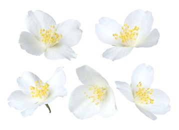Image of Fragrant jasmine flowers isolated on white, set