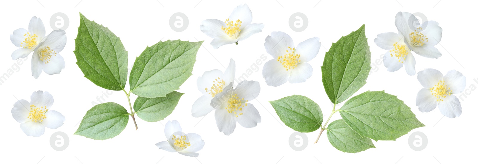 Image of Jasmine flowers with green flowers isolated on white, set