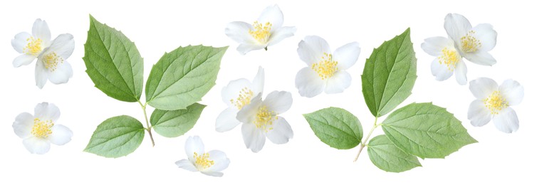 Image of Jasmine flowers with green flowers isolated on white, set